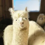格朗德奈霍夫生物旅馆 乡村民宿 拉姆绍达赫斯坦