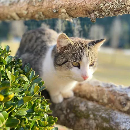 Bio-bauernhof Grundlehnerhof カントリーハウス