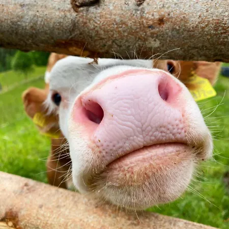Bio-bauernhof Grundlehnerhof