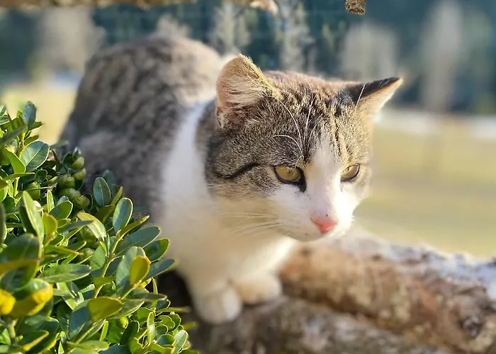 Bio-bauernhof Grundlehnerhof Séjour à la campagne