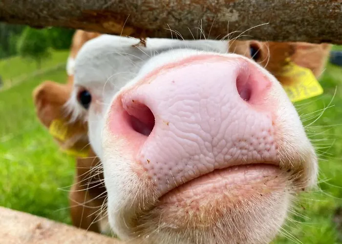 Bio-bauernhof Grundlehnerhof