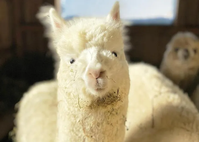 Bio-bauernhof Grundlehnerhof Séjour à la campagne Ramsau am Dachstein
